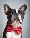 Portrait boston terrier pure breed soft grey background with red bow tie closeup