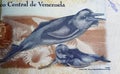 Portrait of Boto Amazon Orinoco River Dolphins (Inia geoffrensison) on Venezuela 500 Bolivar currency banknote (