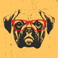 Portrait of Boxer Dog with glasses.