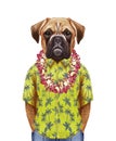 Portrait of Boxer Dog in a summer shirt with Hawaiian Lei.