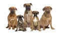 Portrait of boxer dogs against white background