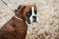 Portrait of boxer puppy dog on the beach Royalty Free Stock Photo