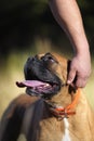 Portrait of a Boxer purebred dog being caressed by its owner& x27;s hand