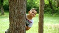 Portrait of a boy behind a tree Royalty Free Stock Photo