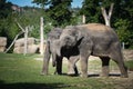 Portrait of boy indian elephant in zoo.