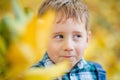 Portrait of a boy in the open air against a background of yellow leaves. Cute boy walking in the autumn Park.The child is holding Royalty Free Stock Photo