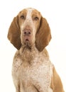 Portrait of a bracco italiano looking at the camera isolated on