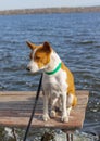 Portrait of brave and curious Basenji dog sitting and relaxing on fishermen wooden table