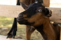 Portrait of the breed Alpine domestic goat.