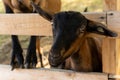 Portrait of the breed Alpine domestic goat.