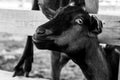 Portrait of the breed Alpine domestic goat.