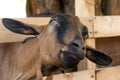 Portrait of the breed Alpine domestic goat.