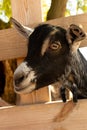 Portrait of the breed Alpine domestic goat.