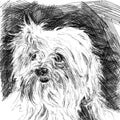 Portrait of breed lap dog closeup . Hand made sketch with black ballpoint pen on paper texture. Isolated on white Royalty Free Stock Photo