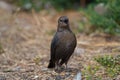 Portrait of brewer`s blackbird