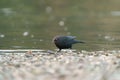 Portrait of brewer`s blackbird