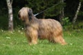 Portrait of briard. Royalty Free Stock Photo