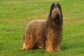 Portrait of briard. Royalty Free Stock Photo