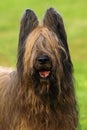 Portrait of briard head. Royalty Free Stock Photo