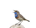 Portrait of a bright bird, the Bluethroat is on the rock and sin