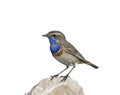 Portrait of a bright blue bird standing on a rock on an isolated