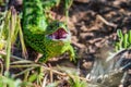 Portrait of bright green quick lizard in grass Royalty Free Stock Photo