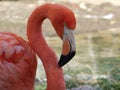 Portrait of a bright pink flamingo Royalty Free Stock Photo