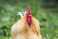 Portrait of a bright red rooster with red comb on grass