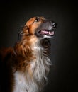 Portrait of bright sighthound dog