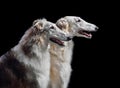 Portrait of bright sighthound dog