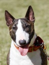 Portrait of a brindle bull terrier