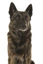 Portrait of a brindle dutch shepherd dog looking away