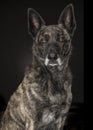 Portrait of a brindle dutch shepherd dog on a black background