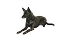 Portrait of an Brindle Dutch shepherd in a studio isolated on a white background lying down Royalty Free Stock Photo