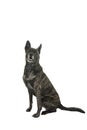 Portrait of an Brindle Dutch shepherd in a studio isolated on a white background sitting Royalty Free Stock Photo