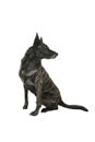 Portrait of an Brindle Dutch shepherd in a studio isolated on a white background sitting looking away Royalty Free Stock Photo