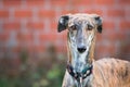 Portrait of a brindle Galgo Espanol