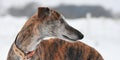Portrait of a brindle Galgo in Winter
