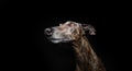 Portrait brindle greyhound looking away. Isolated on black dark background Royalty Free Stock Photo