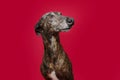 Portrait brindle greyhound looking away. Isolated on red background