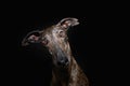 Portrait brindle greyhound tilting head side. Isolated on black dark background Royalty Free Stock Photo