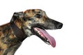 Portrait of a brindled greyhound