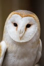 Portrait of a British Barn Owl Royalty Free Stock Photo