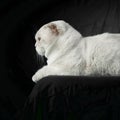Portrait of British breed Cat White color with Blue eyes, Stare at side on Isolated Black Background, profile view Royalty Free Stock Photo