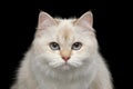 Adorable British Cat with Blue eyes on Isolated Black Background Royalty Free Stock Photo