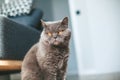 Portrait of a british cat Royalty Free Stock Photo