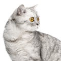 Portrait British cat isolated on white background.