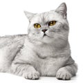 Portrait British cat with orange eyes, isolated on white background.