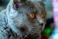 Portrait british cat with a sad look. Gray fluffy thoroughbred cat