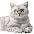 Portrait British cat up front view, looking at camera with orange eyes, isolated on white background.